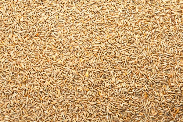 原始的黑麦作为背景 健康谷物和谷物 — 图库照片