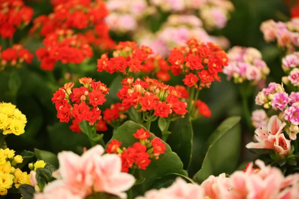 Hermosas Flores Kalanchoe Florecientes Primer Plano Planta Tropical —  Fotos de Stock