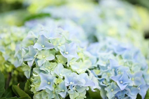 Hermosas Flores Hortensias Azules Primer Plano Planta Tropical — Foto de Stock