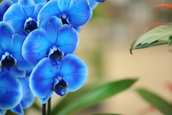 Beautiful blue orchid flowers on blurred background, closeup. Tropical plant