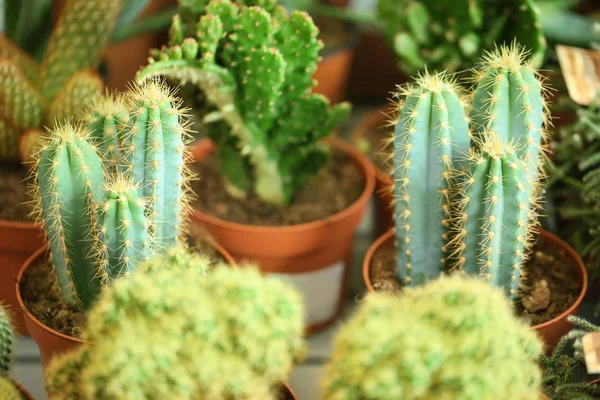 Ollas Con Hermosos Cactus Primer Plano Flores Tropicales — Foto de Stock