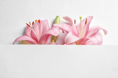 Beyaz arka plan üzerinde güzel çiçek açan lily çiçekler ile kompozisyon