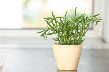Pot ile tablo taze biberiye bush