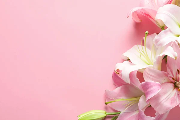 Renk Arka Plan Üzerinde Güzel Çiçek Açan Lily Çiçekler Ile — Stok fotoğraf