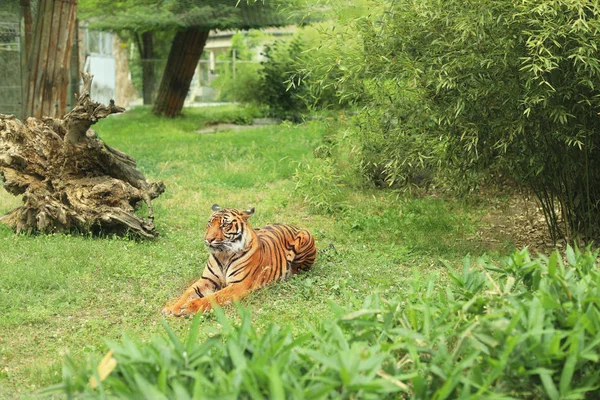 Feküdt Füvön Botanikus Kert Gyönyörű Tigris — Stock Fotó