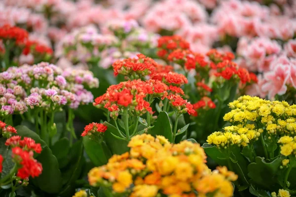 Krásné Kvetoucí Květiny Kalanchoe Closeup Tropická Rostlina — Stock fotografie