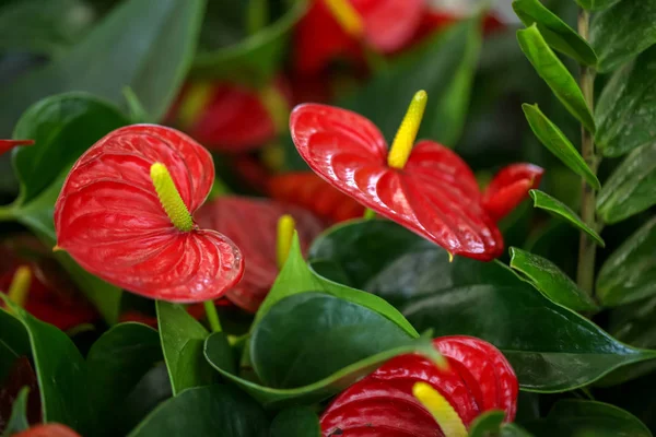 Floração Flores Vermelhas Antúrio Close Plantas Tropicais — Fotografia de Stock