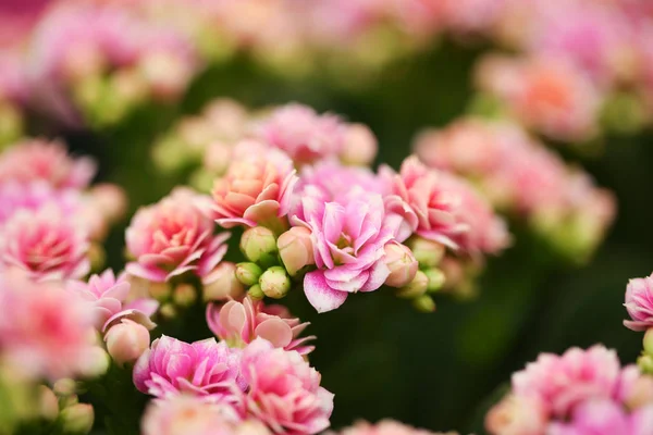 Belles Fleurs Kalanchoe Fleurs Gros Plan Plante Tropicale — Photo
