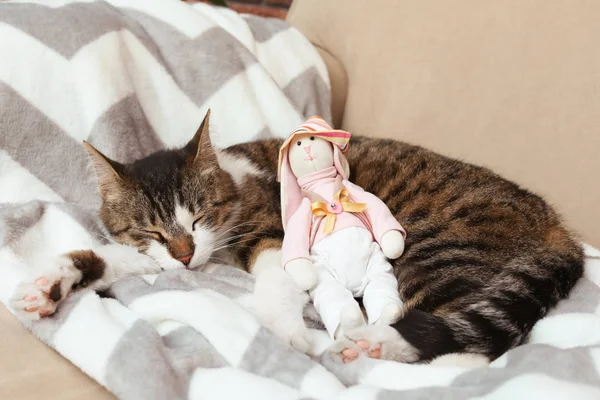 Aranyos Macska Játék Nyúl Alszik Kanapén Otthon Kedves Kisállat — Stock Fotó