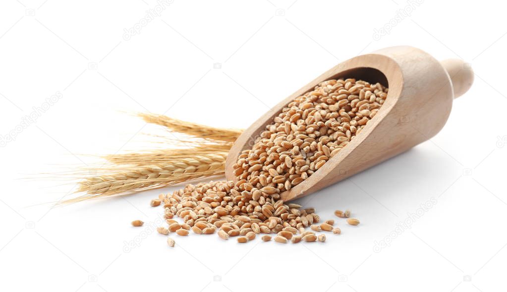 Scoop with wheat grains and spikelets on white background