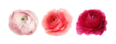 Beyaz arka plan üzerinde güzel Düğünçiçeği çiçek kümesi