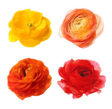 Beyaz arka plan üzerinde güzel Düğünçiçeği çiçek kümesi