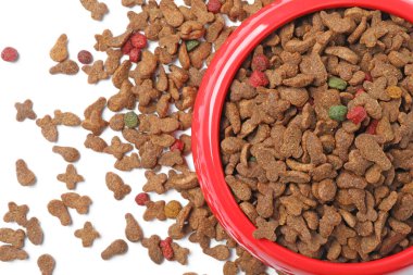 Kedi veya köpek, en iyi görünüm için gıda ile top. Evde beslenen hayvan kaygı