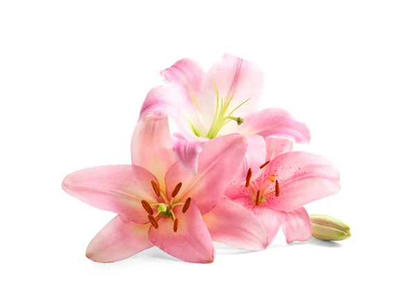 Beautiful Blooming Lily Flowers White Background — Stock Photo, Image