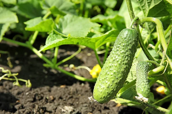 Green Plant Ripe Cucumber Garden Sunny Day — Stock Photo, Image