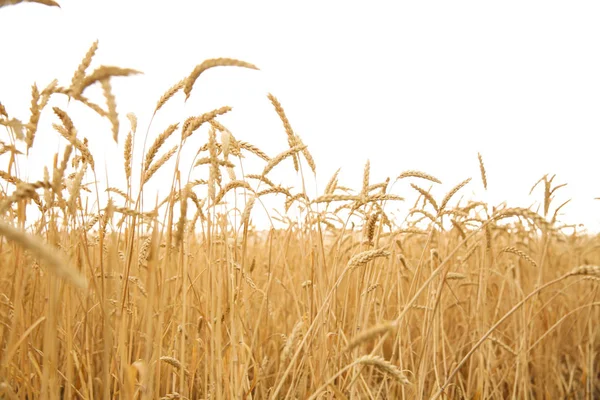 Пшеничное Поле Солнечный День Зерноводство — стоковое фото
