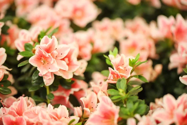Όμορφα Ανθισμένα Λουλούδια Αζαλέα Κινηματογράφηση Πρώτο Πλάνο Τροπικό Φυτό — Φωτογραφία Αρχείου