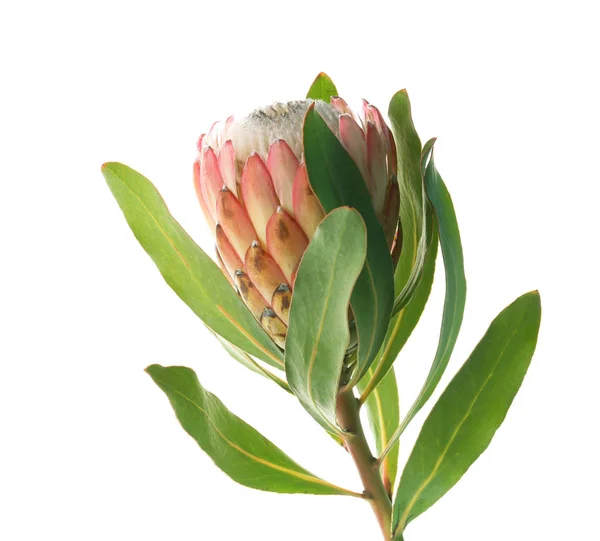 Mooie Protea Flower Witte Achtergrond Tropische Plant — Stockfoto