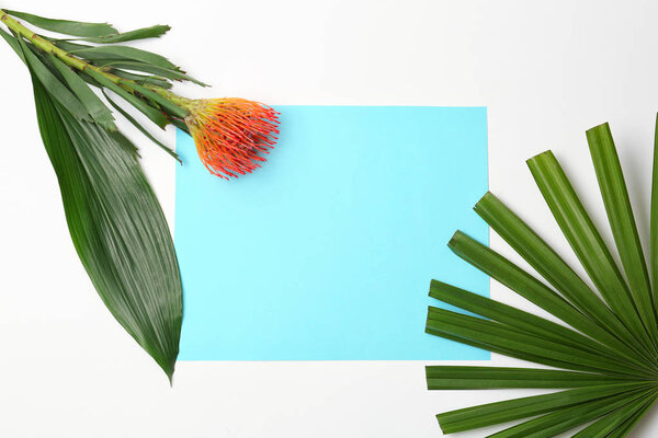 Creative composition with tropical leaves and protea flower on white background