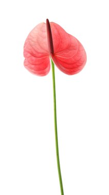 Beyaz arka plan üzerinde güzel pembe antoryum çiçek. Tropikal bitki