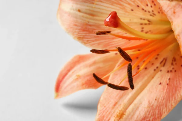 Indah Bunga Lily Mekar Pada Latar Belakang Putih Closeup — Stok Foto