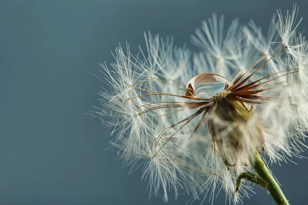 Schöne Löwenzahnblume Mit Wassertropfen Auf Farbigem Hintergrund Nahaufnahme — Stockfoto