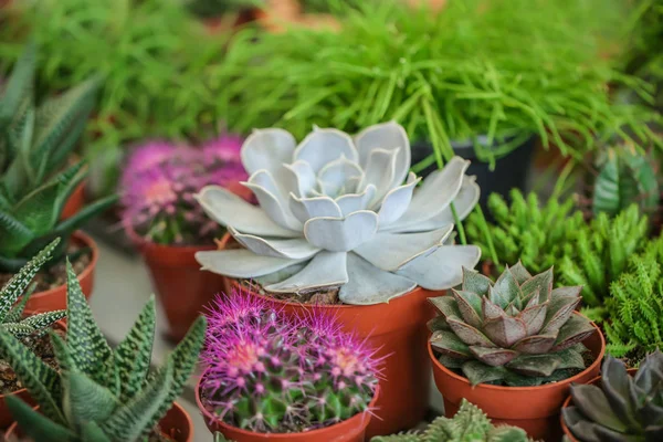 Ollas Con Hermosos Cactus Echeverias Primer Plano Flores Tropicales —  Fotos de Stock