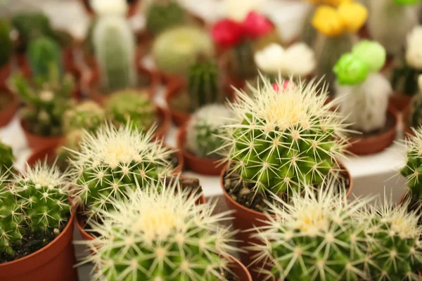 Ollas Con Hermosos Cactus Primer Plano Flores Tropicales — Foto de Stock
