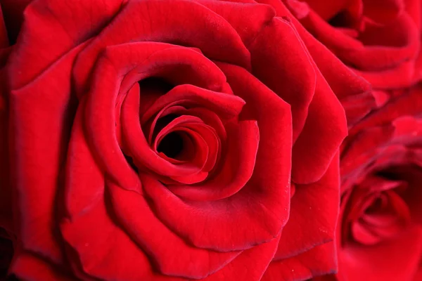美丽的红色玫瑰花作为背景 — 图库照片