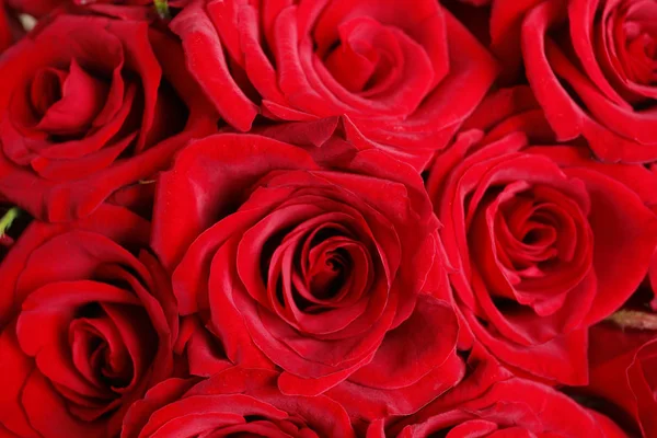 Arka Plan Closeup Olarak Güzel Kırmızı Gül Çiçekler — Stok fotoğraf