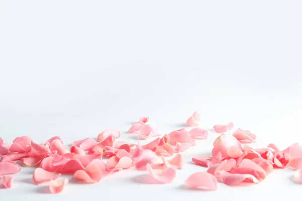 Roses and petals background. Roses and petals scattered on white