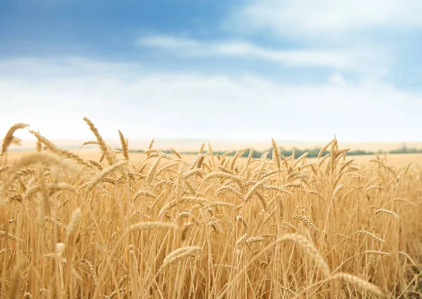 Wheat Grain Field Sunny Day Cereal Farming Stock Image