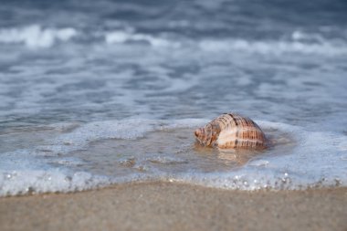 Kabuk kum deniz sahilinde üzerinde. Yaz zamanı