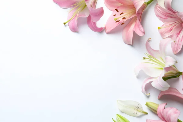 Plat Lag Samenstelling Met Prachtige Bloeiende Lelie Bloemen Witte Achtergrond — Stockfoto