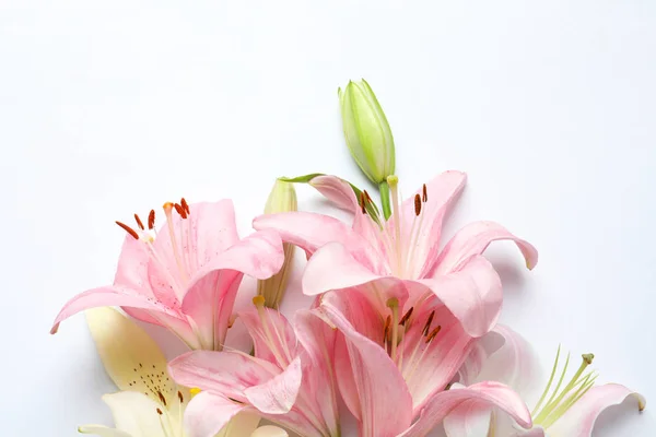 Composição Com Belas Flores Lírio Florescendo Fundo Branco — Fotografia de Stock
