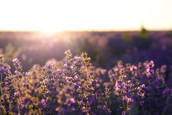 Hermosa Lavanda Flor Campo Día Verano — Foto de Stock