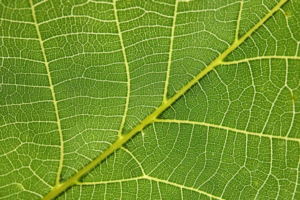 Hermosa Hoja Verde Fresca Como Fondo Primer Plano —  Fotos de Stock