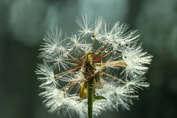 Piękny Kwiat Mniszka Lekarskiego Kroplami Wody Tle Koloru Zbliżenie — Zdjęcie stockowe