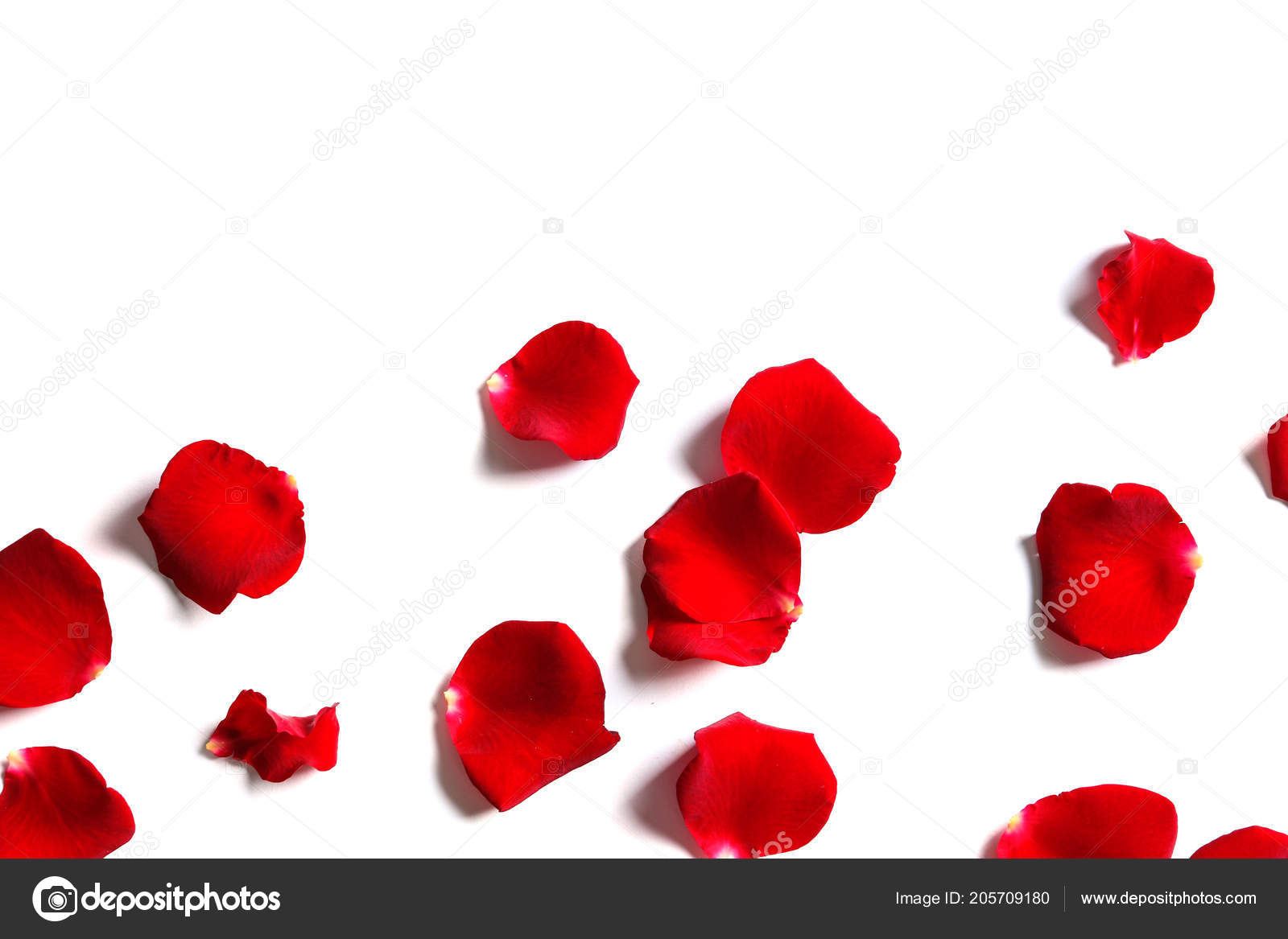 Red Rose Petals White Background Top View Stock Photo by ©NewAfrica  205709180