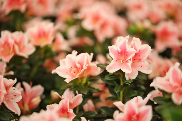 Szép Virágzó Azálea Virágok Közelkép Trópusi Növény — Stock Fotó