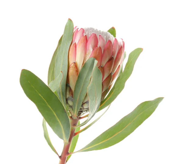 바탕에 Protea 꽃입니다 — 스톡 사진