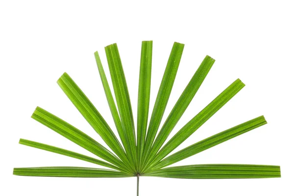Prachtige Palm Leaf Witte Achtergrond Tropische Plant — Stockfoto