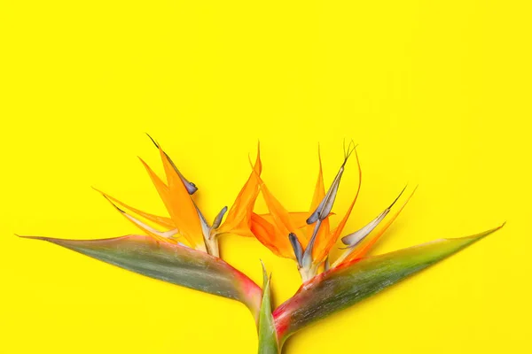 美丽的天堂鸟在黄色的背景花 热带植物 — 图库照片