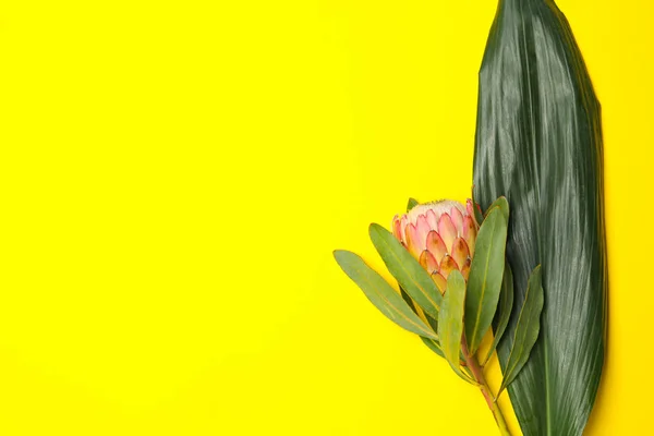 Creatieve Compositie Bij Protea Flower Tropische Leaf Gele Achtergrond — Stockfoto