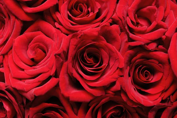 Beautiful Red Rose Flowers Background Closeup — Stock Photo, Image