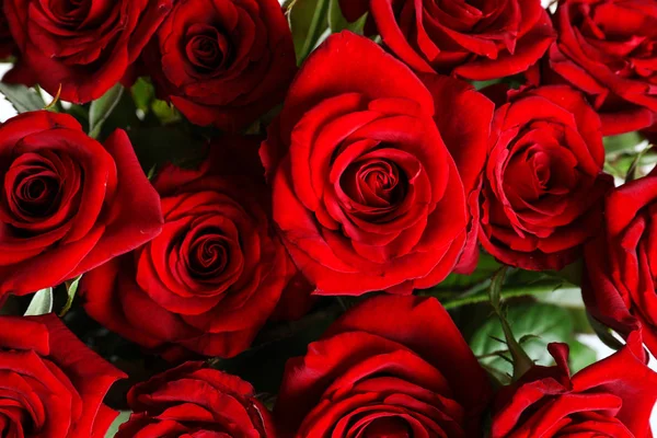 Beautiful Red Rose Flowers Background Closeup — Stock Photo, Image