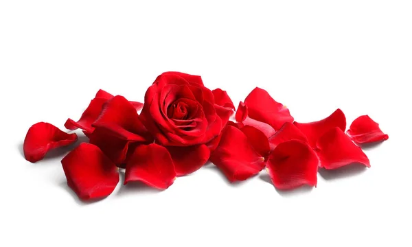 Hermosa Flor Rosa Roja Pétalos Sobre Fondo Blanco —  Fotos de Stock