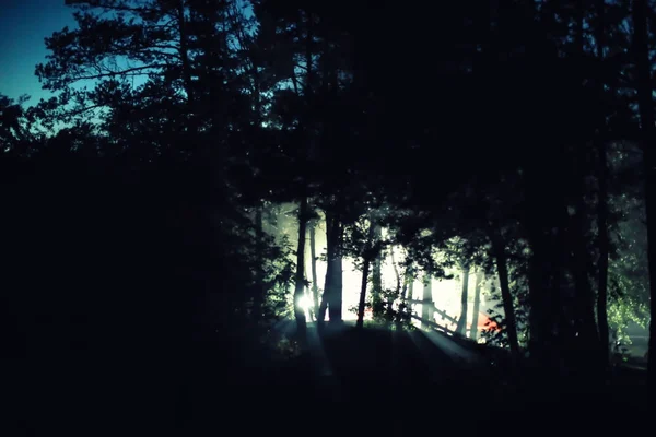 Light Trees Forest Night Camping Season — Stock Photo, Image