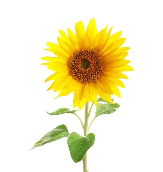 Schöne Helle Gelbe Sonnenblume Auf Weißem Hintergrund — Stockfoto