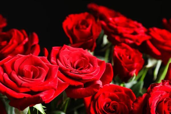 Beautiful Red Rose Flowers Closeup View — Stock Photo, Image